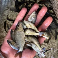 بچهماهیکپور اصلاح شده|ماهی|قم, ارم|دیوار