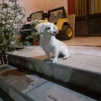 سگ پاکوتاه فروشی