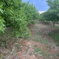 باغ بادام شوراب صغیر منطقه پل زمانخان|فروش دفتر صنعتی، کشاورزی، تجاری|سامان, |دیوار