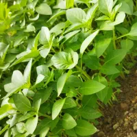 ریحان گلخانه ای|عمدهفروشی|تربتحیدریه, شهرک ولیعصر|دیوار