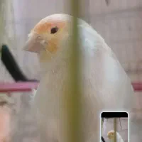 قنار سرامیک نر بالغ