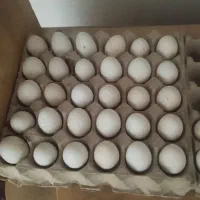 تخم مرغ نطفه دار گلین و خوراکی|حیوانات مزرعه|خرمشهر, |دیوار