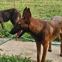 مالینویز ماده یکساله