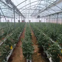 گلخانه مدرن هیدروپونیک|فروش دفتر صنعتی، کشاورزی، تجاری|جلفا, |دیوار