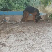سگ ژرمن ماده