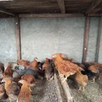 جوجه 2 ماهه محلی