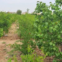 فروش-باغ-یل-آباد