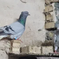 نر و ماده دم سفید