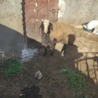 قوچ شال