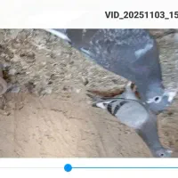 کبوتر پرشی المانی پلاکی