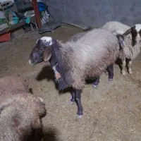 یک عدد قوچ سه شیره تخمی خوشتیپ|حیوانات مزرعه|کوهدشت, |دیوار