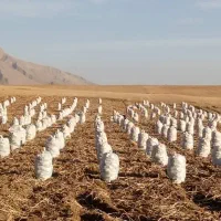 استخدام کارگر آبیار اتباع