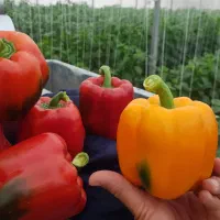 گلخانه مکانیزه و صنعتی