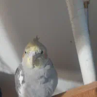 طوطی عروس هلندی|پرنده|تهران, حشمتیه|دیوار