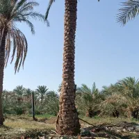 درخت گرازی خوشه بری|خدمات باغبانی و درختکاری|بم, |دیوار