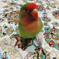 طوطی برزیلی|پرنده|خاو و میرآباد, |دیوار