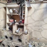 کفتر