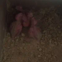 عروس هلندی مولد