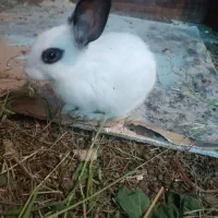 خرگوش بچه