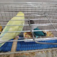 کوتوله برزیلی فول دستی و مینا جوجه چشم ستاره ای