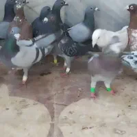 ۱۵تا پلاکی نر|پرنده|شیراز, کاراندیش|دیوار