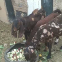 پاکستانی بز ۳قلو دار بی شاخ با ۳تا بزغاله