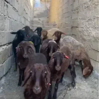 بره کشتاری پرواری پای پروار پای قوچ داشتی