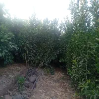 فروش.انواع نهال مرکبات