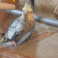 ۴ عروس هلندی دستی سخنگو