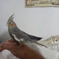 عروس هلندی سیامون