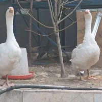 قو غاز|حیوانات مزرعه|گلبهار, شهر جدید گلبهار|دیوار