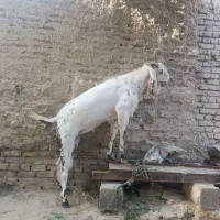پاچن پنجاپ اصلی