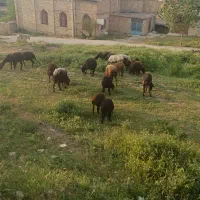 فروشیی
