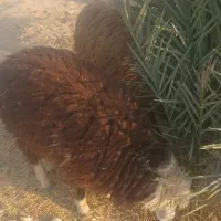 مزرعه|حیوانات مزرعه|رامشیر, |دیوار