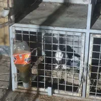 جفتگاه چهارتایی حتما توضیحات خوانده شود|لوازم جانبی حیوانات|بیرجند, |دیوار