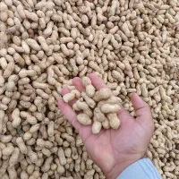 بادام غلافدار گلی آفتاب خشک|عمده‌فروشی|اسلام آباد, |دیوار