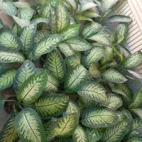 گل طبیعی دیفن باخیا|گل و گیاه طبیعی|قشم, |دیوار