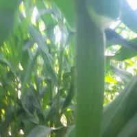 ذرت علوفه ای سر زمین