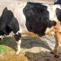 گاو هلشتاین