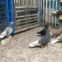 کبوتر ماده دم سفید|پرنده|اهواز, کارون|دیوار