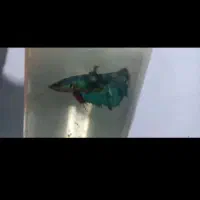 ماهی آکواریومی درجه ۱ گوپی و فایتر