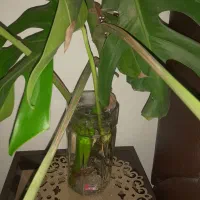 برگ انجیری|گل و گیاه طبیعی|رشت, سلیمانداراب|دیوار