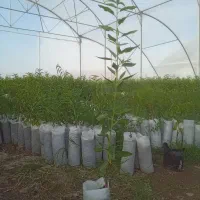 نهال بادام گلدانی