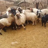 میش|حیوانات مزرعه|اندیمشک, |دیوار