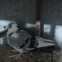 کفتر زینتی|پرنده|قم, نیروگاه|دیوار