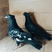 فروش جفت جوجه سینه سیاه|پرنده|شیراز, دارالرحمه|دیوار