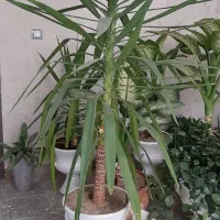 فروش گل و گلدان