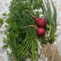 سفارش انواع سبزی جات|خوردنی و آشامیدنی|آق قلا, |دیوار