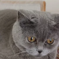 واگذاری گربه بریتشن