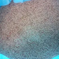 عدس تازه برداشت شده